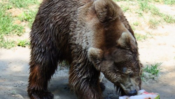 ЛЕДЕНЕ ПОСЛАСТИЦЕ СПАС ЗА ЖИВОТИЊЕ: Становници Зоо врта на Палићу се расхлађују на различите начине