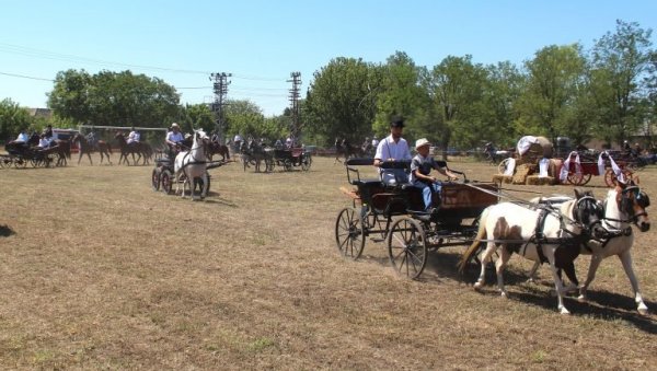 КОЊИ НАШИ РАЗИГРАНИ ЧУВАЈУ ТРАДИЦИЈУ: У Дорослову код Сомбора одржана фијакеријада