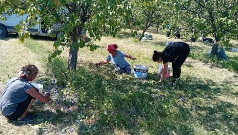 U KOLUBARSKOM OKRUGU ZAPOČELA OVOGODIŠNJA SEZONA BERBE ŠLJIVA: Rod odličan, traže se radnici