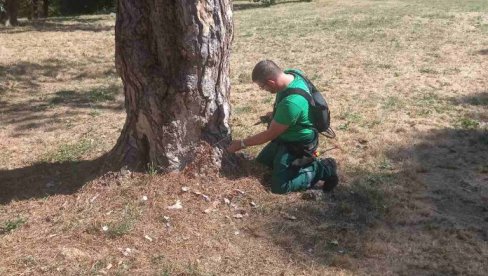 DRVEĆE U KAMENIČKOM PARKU DOBILO ZAŠTITU INJEKTOROM: Zalivanje  zelenila i košenje trave obavljeno na više lokacija u Novom Sadu