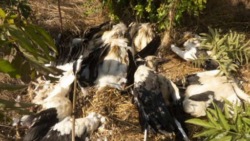 STRUJA UBILA VIŠE OD 40 BELIH RODA: Tragično  na stradanje ptica u Paraćinu i Nišu