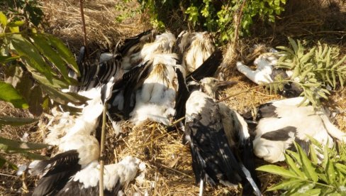 OKOLINA JEZERA BULJANKA, U OKOLINI PARAĆINA, PONOVO je MESTO STRADANJA ZAŠTIĆENIH VRSTA PTICA: Struja opet ubija bele rode