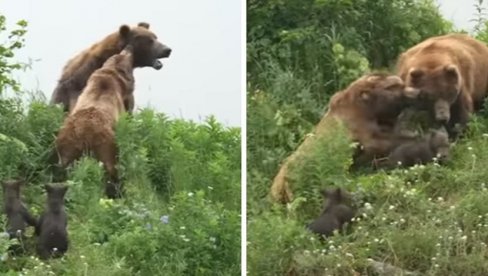 ЗА ЊУ НЕМА ПРЕПРЕКА КАДА ШТИТИ МЛАДУНЦЕ: Медведица није дала да јој мужјак дира младунце, па кренула у жесток напад (ВИДЕО)