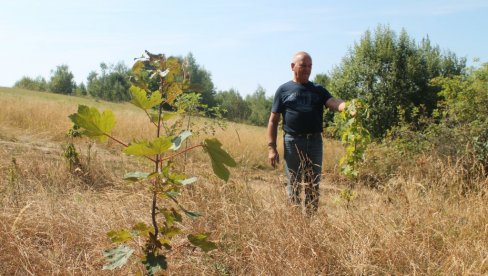 КУМ СЕ ВРАЋА У ВИСОВЕ ЈАВОРА: Подижу се засади лишћара по коме је старовлашка планина добила име