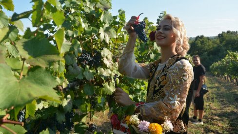 КИЛО ГРОЖЂА САМО 200 ДИНАРА! Већ првог дана Опленачке бербе, Тополу је посетило више хиљада људи