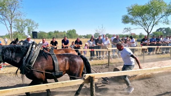 КОЊИ И У БАЧКОЈ ВУКУ БАЛВАНЕ: Штрапаријада у Сивцу, која је прошлог септембра била егзотика, постала омиљени спорт