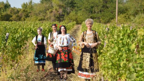 КРАЈИНСКА БЕРБА У СРЦУ НЕГОТИНСКЕ КРАЈИНЕ: Рогљево слави грожђе и вино