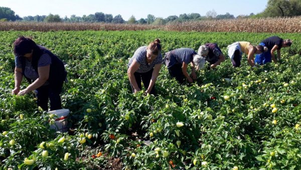 ЗА ПАРАЋИНСКЕ ПОЉОПРИВРЕДНИКЕ: У току је конкурс за подстицаје за осигурање