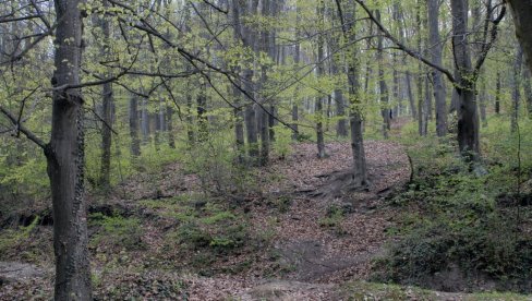 ZA ROĐENDAN DAROVALI 33 SADNICE: Akcija Šumskog gazdinstva Boranja iz Loznice