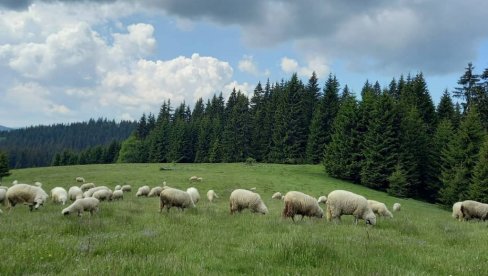 BELA IM OJAGNJILA PETORKE: Nesvakodašnji povod za radost na imanju Pejovića u zlatarskom selu Drmanovići (FOTO)