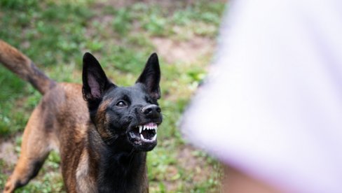 STRAVIČNO Dvogodišnjeg dečaka ubili psi u nelegalnom vrtiću
