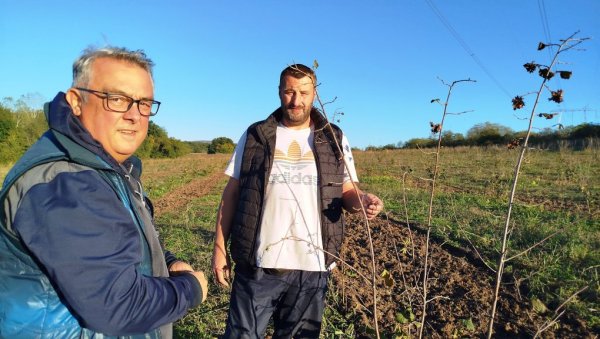 ЛЕШНИК ЋЕ РАЂАТИ ЗА ТРИ ГЕНЕРАЦИЈE:  Параћинац, повратник из иностранства Душан Бањанац са зетом подигао плантажу