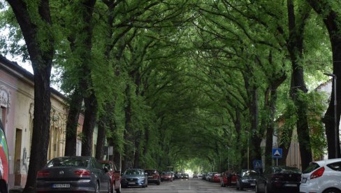 JEDNA JE OD NAJLEPŠIH NA SVETU, A NALAZI SE U SRBIJI: Ova ulica dugačka je oko dva kilometra i titulu ima zahvaljujući - drvoredu (FOTO)