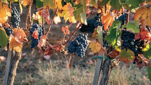 ВИНОГРАДАРИ, ОВО ЈЕ РЕШЕЊЕ: Како спречити сушење винове лозе - појаву еске?