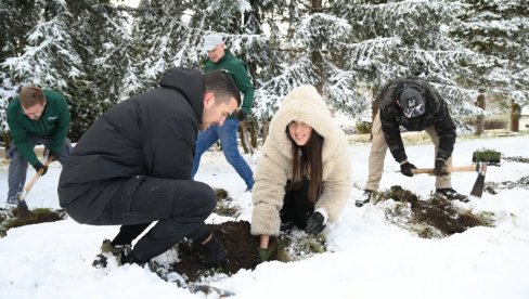 ZLATNI BOR SE VRATIO ZLATIBORU: Tim ljubitelja prirode počeo sađenje prvih 800 sadnica četinara po kome je naša poznata planina dobila ime