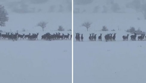 СЕЖНИ СПЕКТАКЛ У ИТАЛИЈИ: Виралан снимак обишао свет - Као из бајке (ФОТО/ВИДЕО)