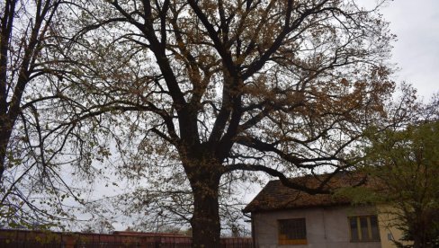 PONOSNO STOJI  DVA VEKA: Spomenik prirode, kapitalni hrast lužnjak, krasi područje kod Železničke stanice  u Kikindi (FOTO)