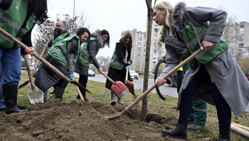 I DRVO NOVOSTI ZA ZELENIJI BEOGRAD: U Bulevaru Milutina Milankovića - 12 novih jasenova