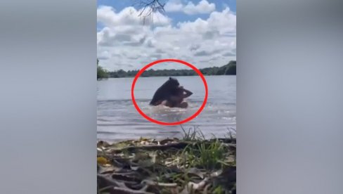 NAJVEĆI GLODAR NA SVETU NAPAO ŽENU U VODI: Jedva izvukla živu glavu, scena kao u horor filmu (VIDEO)