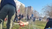 ДОШЛИ ДА СЕ ЗЕЗАЈУ: Врте прасе на протестима у Новом Саду (ФОТО)