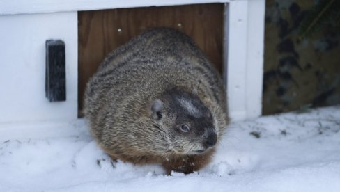 KANADSKI MRMOTI PODELJENI U PROGNOZI: Polovina najavljuje kraj zime, drugi nastavak
