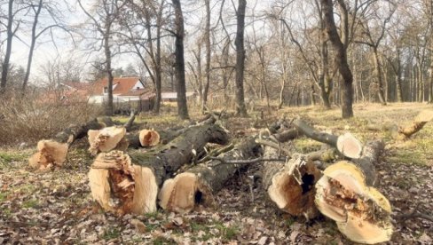 NA PROLEĆE JOŠ 2.000 MLADICA: U Košutnjaku u toku akcija seče oštećenih i dotrajalih stabala