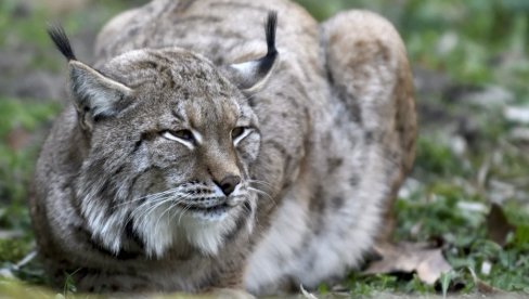 STIGAO BESAN KAO RIS: Novi stanovnik zoo-vrta, predstavnik ugrožene vrste, polako se privikava na novo okruženje