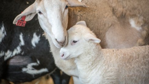 OGLAS ZA ZABORAVLJENI I ČESTIT POSAO Farma u Dabezićima traži pastira: Ovo su uslovi