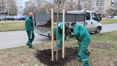 ОЗЕЛЕЊАВАЊЕ ПОСЛЕ СУПЕРОЛУЈЕ: У току је детаљна обнова јавних површина у Новом Саду