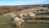 VUNA PROPADA I ZAVRŠAVA NA - SMEĆU: Zbog slabog interesovanja za otkup, uzgajivači ovaca u Kolubarskom okrugu ne vide ekonomsku računicu