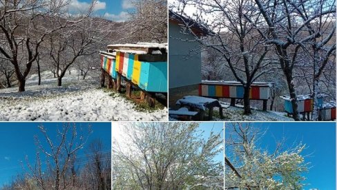 SNEG I SUSNEŽICA ŠIROM SRBIJE: Svi dele ove nestvarne prizore, a jedan je posebno čaroban (FOTO, VIDEO)