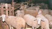 ОВЦЕ И ЈАГЊАД ПОЈЕФТИНИЛИ: Овако су се крећу цене стоке на пијацама у Србији