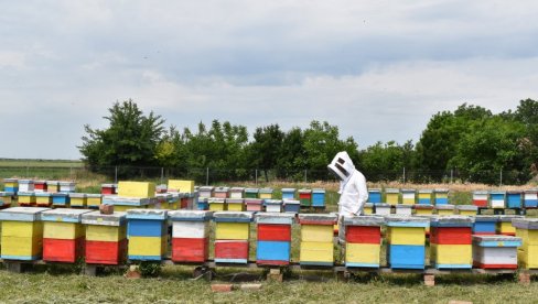 PČELARSTVO JE VIŠE OD TEGLE MEDA: Evo koliko evra “nevidljivog” rada godišnje