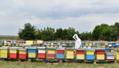 ПОЧЕЛА ИСПЛАТА СУБВЕНЦИЈА ПО КОШНИЦИ ПЧЕЛА: Укупан износ од више од милијарду динара