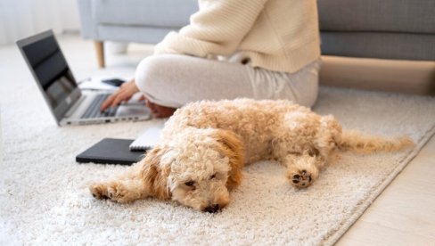 TREND KOJI POLAKO OSVAJA SRBIJU: Sve više građana ovako dolazi do dodatnog novca - zarada oko 900 dinara po satu