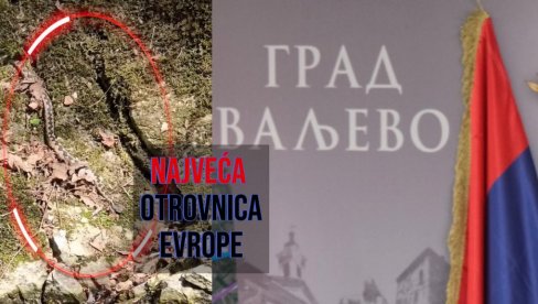 VAŽNO JE DA LJUDI BUDU OPREZNI: Najveća otrovna zmija snimljena kod Valjeva (VIDEO)