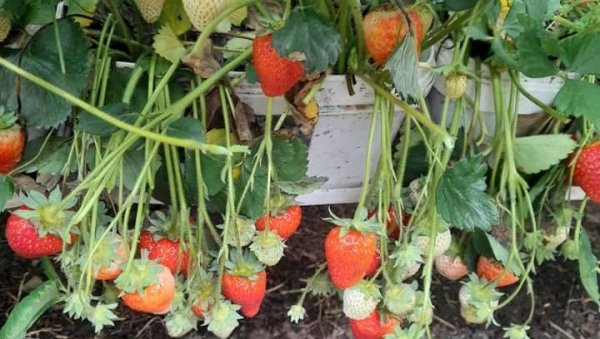 НЕОБИЧНА ПОМОЋ У БАШТИ: Како старе најлонске чарапе могу да помогну јагодама - Да ли сте ово пробали?