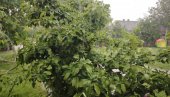 ВЕЛИКО НЕВРЕМЕ У ЛОЗНИЦИ: Олују прати провала облака