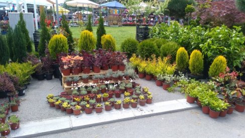 NAJAVA ZA ČETVRTAK: Majski festival cveća u Golupcu NAJAVA ZA ČETVRTAK: Majski festival cveća u Golupcu