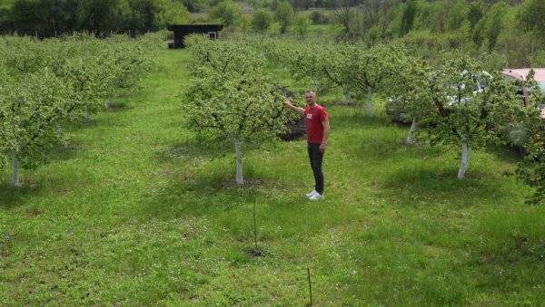 РАКИЈА ОД РУКОМ БРАНИХ ДУЊА: Милан Милорадовић из Витанца нада се добром роду, јер је дуњар преживео мраз, домаће пиће пече за своју душу РАКИЈА ОД РУКОМ БРАНИХ ДУЊА: Милан Милорадовић из Витанца нада се добром роду, јер је дуњар преживео мраз, домаће пиће пече за своју душу