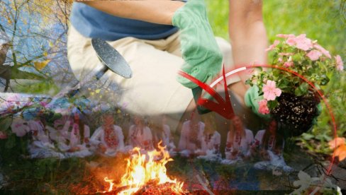 DONOSE MALER: Ove biljke nikako nemojte da sadite u dvorištu