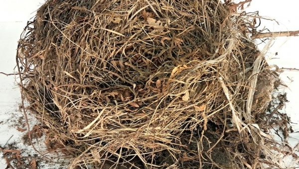 ДА ЛИ ЗНАТЕ КОЈА ПТИЦА ИМА ДОЖИВОТНОГ ПАРТНЕРА? Гнездо коса предмет месеца Градског музеја у Суботици ДА ЛИ ЗНАТЕ КОЈА ПТИЦА ИМА ДОЖИВОТНОГ ПАРТНЕРА? Гнездо коса предмет месеца Градског музеја у Суботици