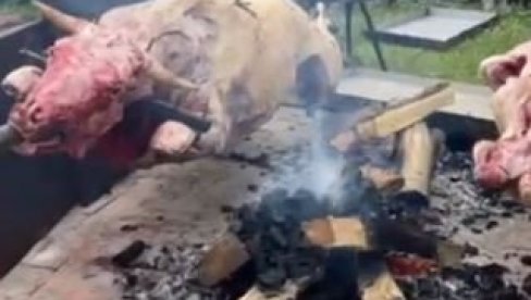 OVAKO BLOKADERI FOTELJAŠI ŽALE ŽRTVE: Dok Vučić brani interese Srbije u Moskvi, oni okreću vola u Loznici (VIDEO) OVAKO BLOKADERI FOTELJAŠI ŽALE ŽRTVE: Dok Vučić brani interese Srbije u Moskvi, oni okreću vola u Loznici (VIDEO)