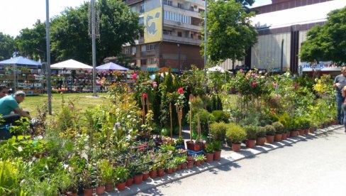ТАБАЧКА ЧАРШИЈА У МИРИСУ ЦВЕЋА: Одржан традиционални фестивал у Пожаревцу који је окупио 120 учесника ТАБАЧКА ЧАРШИЈА У МИРИСУ ЦВЕЋА: Одржан традиционални фестивал у Пожаревцу који је окупио 120 учесника
