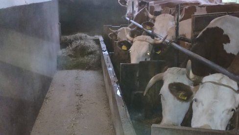MLEKADŽIJAMA DUŽNI ZA MLEKO I PREMIJE: Više od 30 proizvođača iz Bresnice, Bečnja, Bumbarevog Brda i Guncata podnelo tužbu protiv mlekare KUČ MLEKADŽIJAMA DUŽNI ZA MLEKO I PREMIJE: Više od 30 proizvođača iz Bresnice, Bečnja, Bumbarevog Brda i Guncata podnelo tužbu protiv mlekare KUČ
