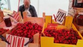 TREŠNJE KUPUJU NA KOMAD: Posle prolećnih mrazeva prvi majski crveni plodovi dostigli 1.500 dinara za kilogram