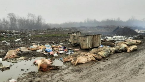МЕТАЛНИ КОНТЕЈНЕР СА ЖИВОТИЊСКИМ ЛЕШЕВИМА ШОКИРАО ГРАЂАНЕ ШАПЦА: Министарство реаговало - инспекција хитно на терену