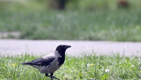 VRANE KRENULE U LOV NA TRAMPA: Čovek naučio ptice da kradu MAGA kačkete