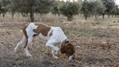 KAKO SU DVA BRATA STRAST PRETVORILA U SVETSKI BREND: Zarada ogromna, a niko se ovoga nije setio