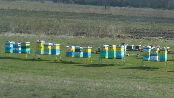 ПОМОЋ ПЧЕЛАРИМА: Захтеви за подстицаје подносе се до 20. јуна Општини Голубац ПОМОЋ ПЧЕЛАРИМА: Захтеви за подстицаје подносе се до 20. јуна Општини Голубац